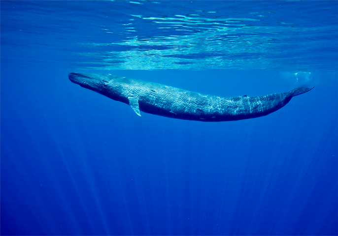 things to do in Unawatuna - exploring the largest blue whale colony 