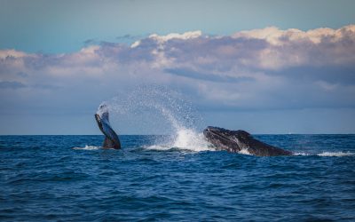 Whales of Unawatuna