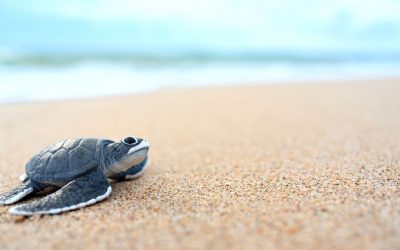Unawatuna: Visit Baby Sea Turtles at Habaraduwa Hatchery