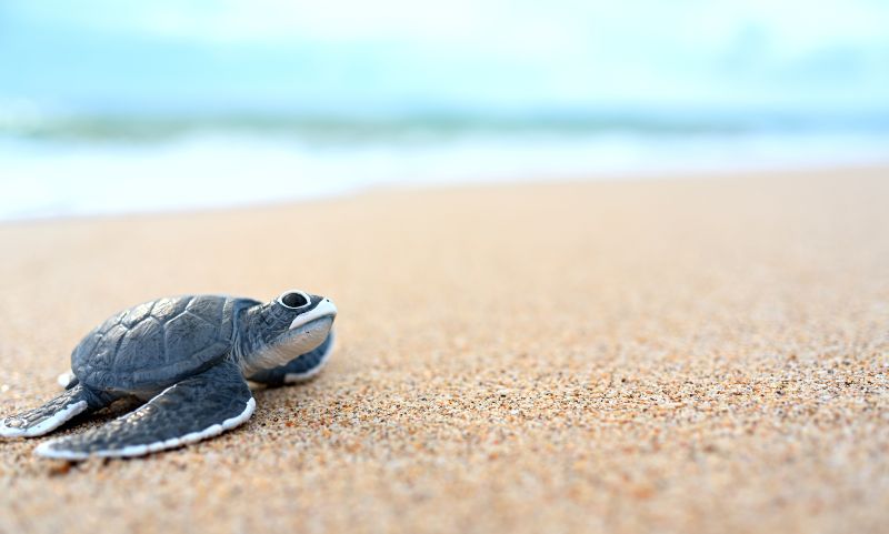 Unawatuna: Visit Baby Sea Turtles at Habaraduwa Hatchery